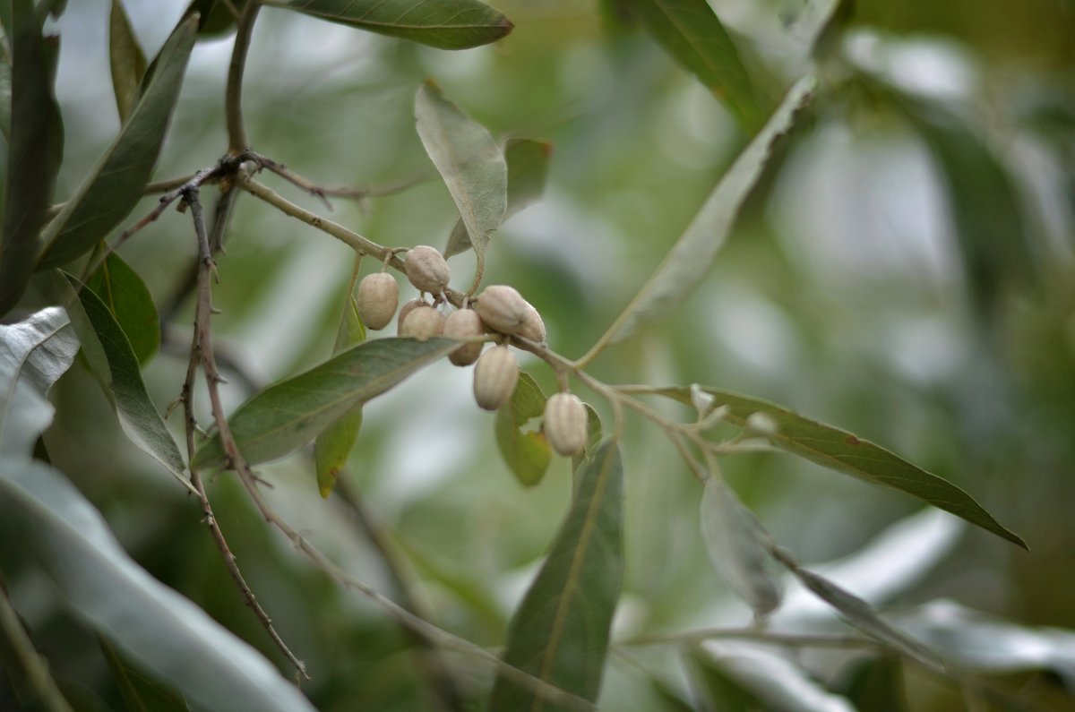 маслина - Александр Довгий