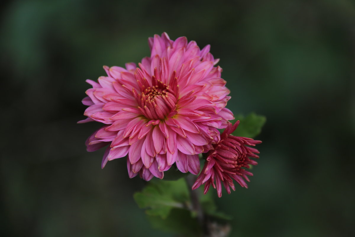 chrysanthemum / хризантема - Екатерина Крылова