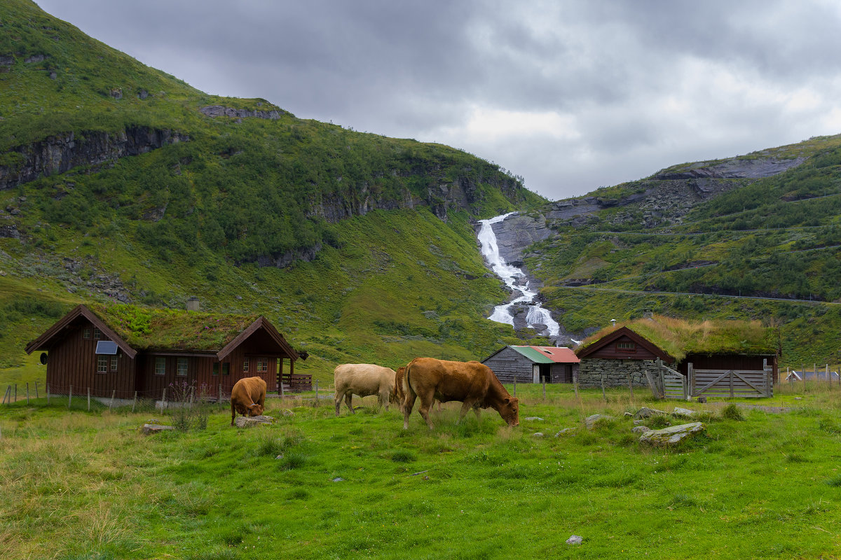 Cows of Norway - Денис 