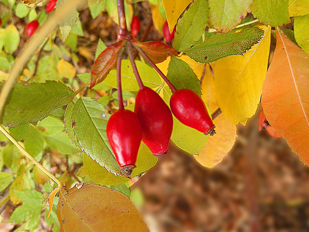 дикие плоды осени - георгий  петькун 