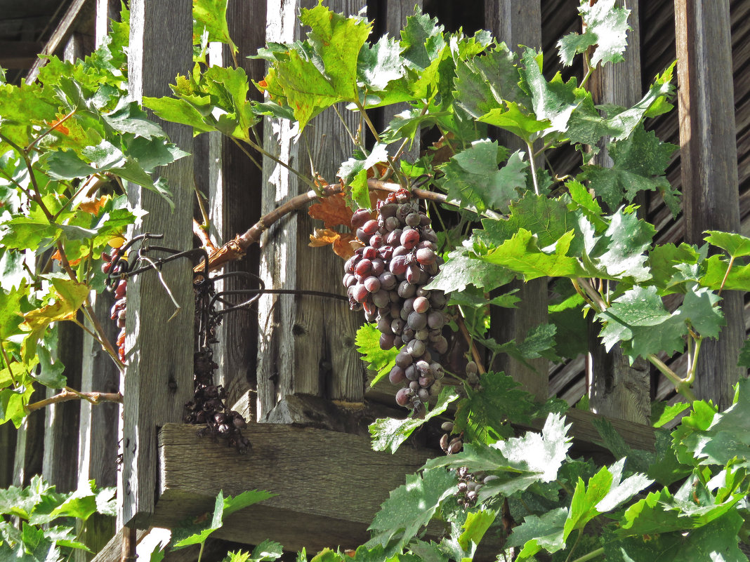 виноградная лоза на балконе - ИРЭН@ .