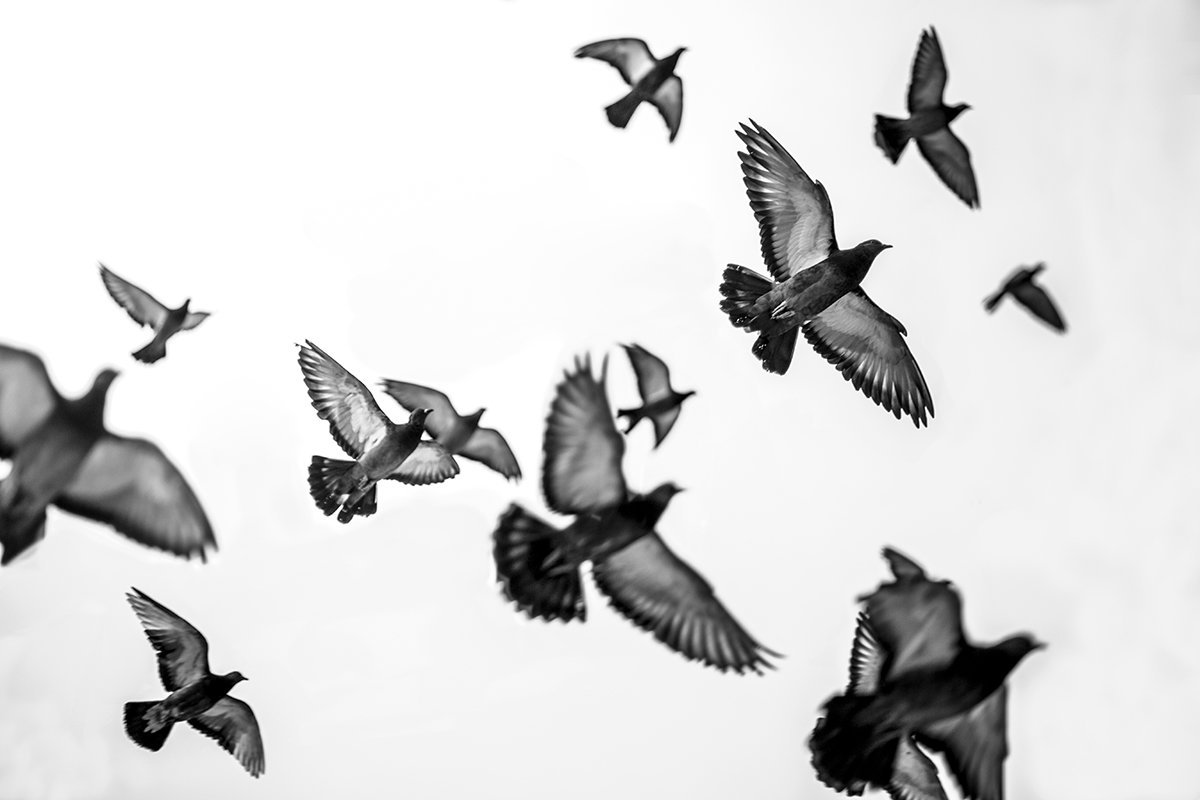 Летите голуби, летите! - Светлана Карнаух