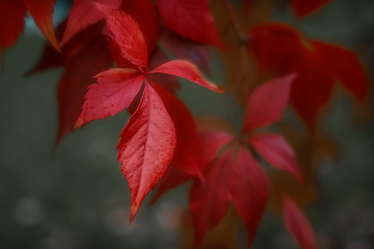 Осенние листья - Ольга Соколова