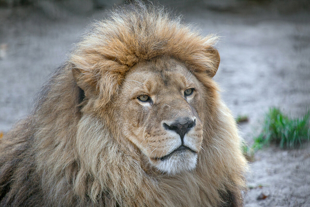 Африканский лев - Владимир Габов