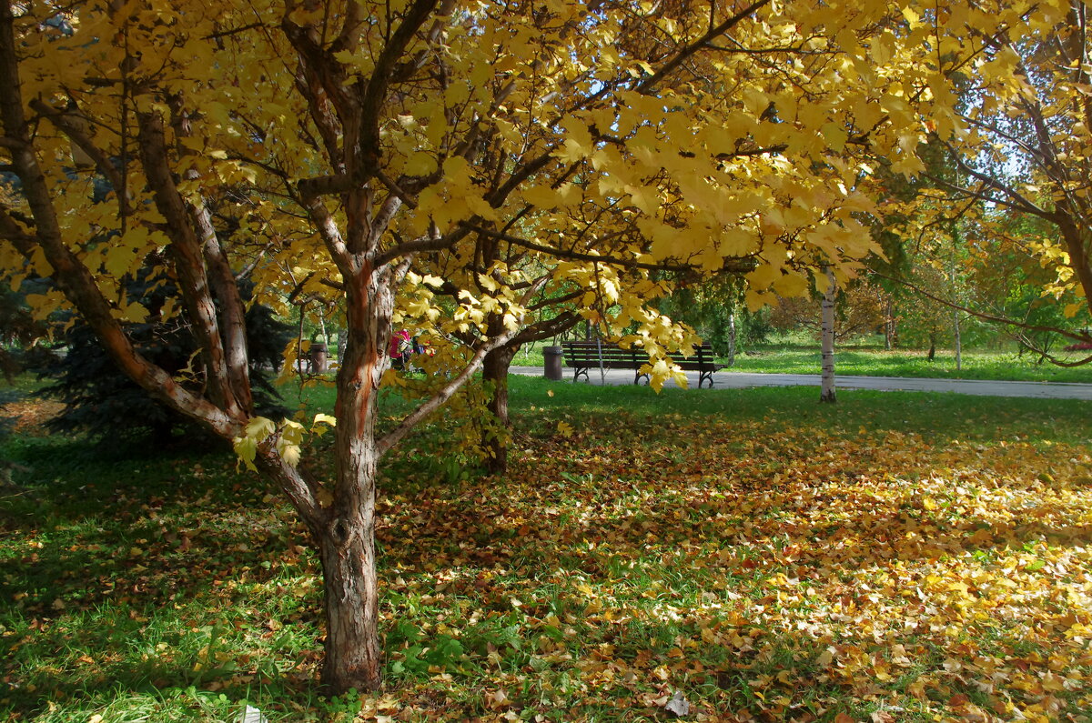 Осень в городском парке - * vivat.b * 