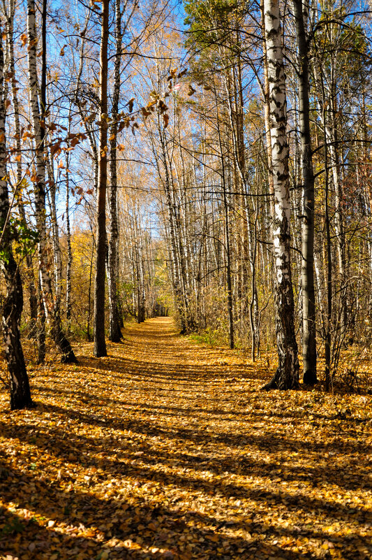 Осенний лес - Наталья Жукова