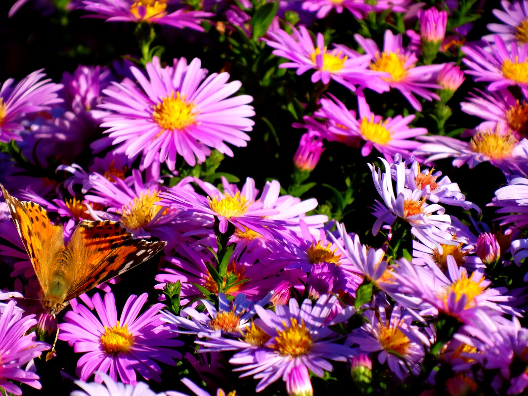 Хризантемки и бабочка... - Тамара (st.tamara)