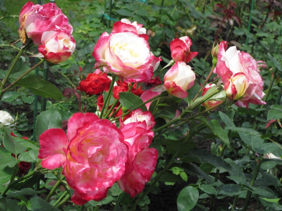 Розы красно-белые - Дмитрий Никитин