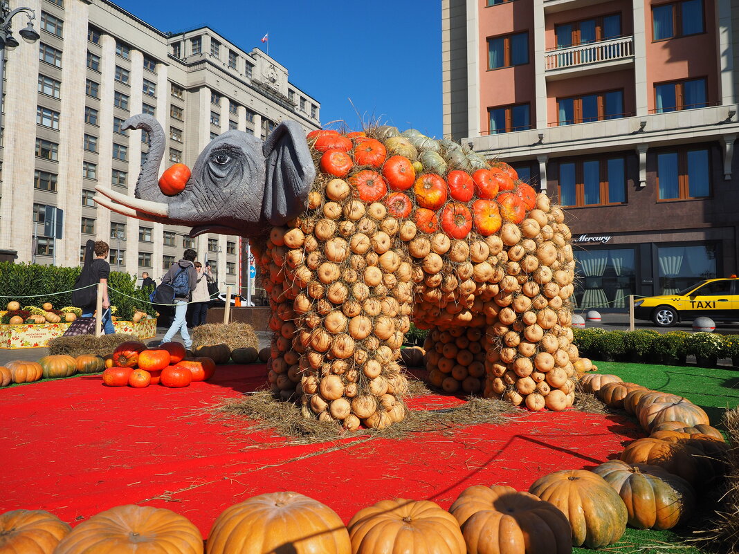Тыквенный слон - Евгений Седов