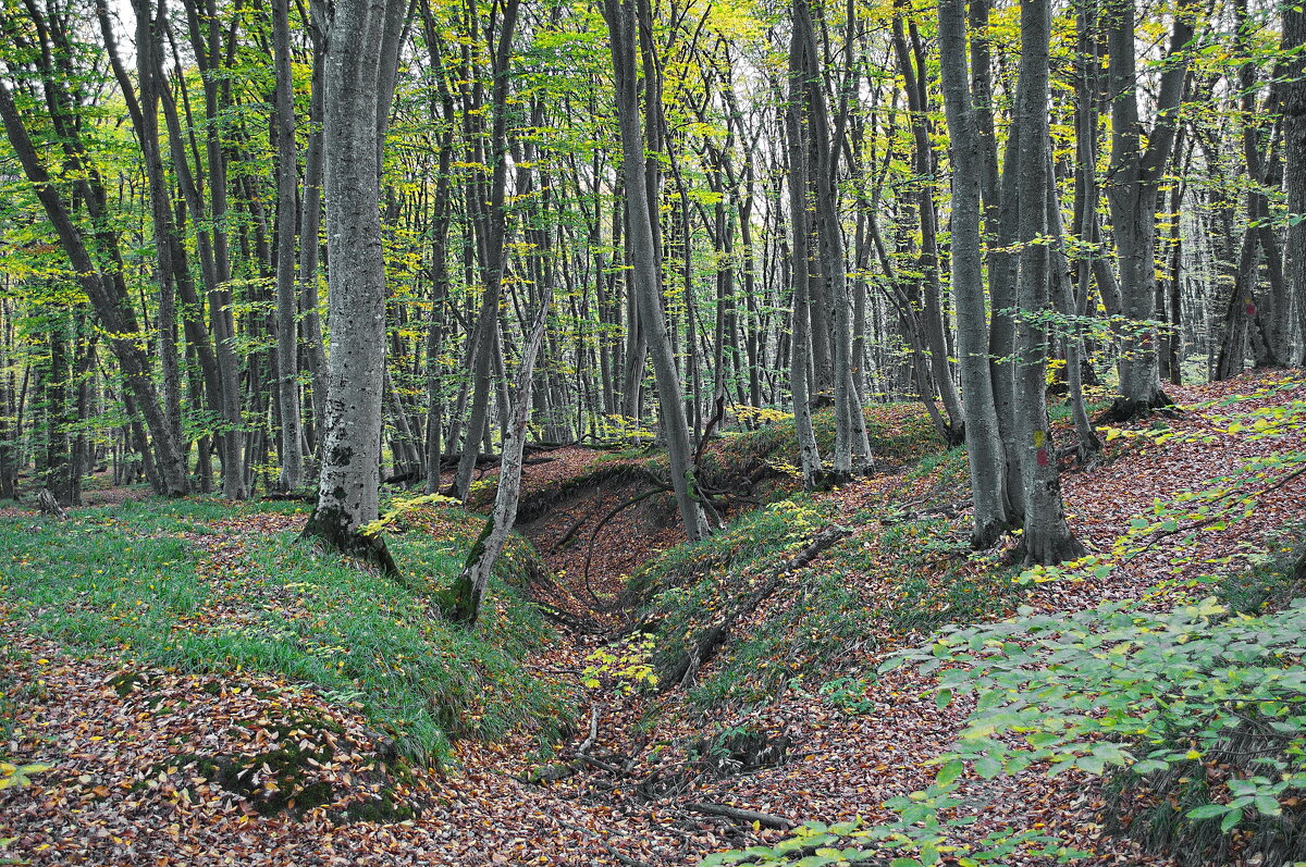 Осенний лес - Vladimir Lisunov