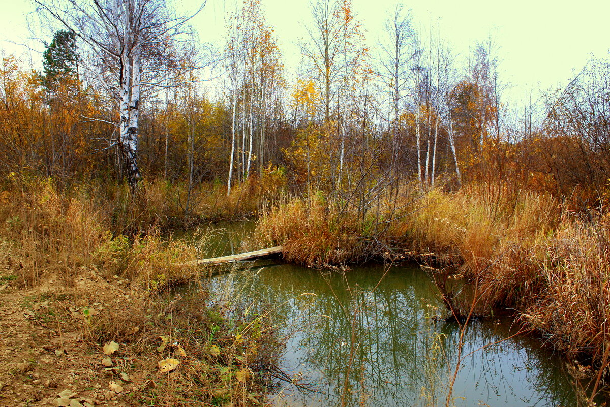 Лесной ручей - Нэля Лысенко