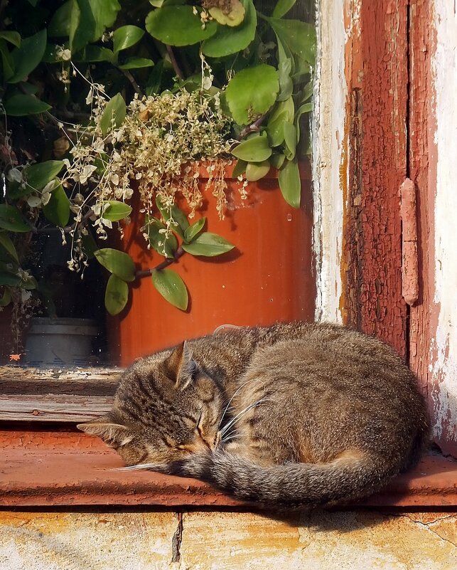 Спит кошка на окошке... - Ольга И