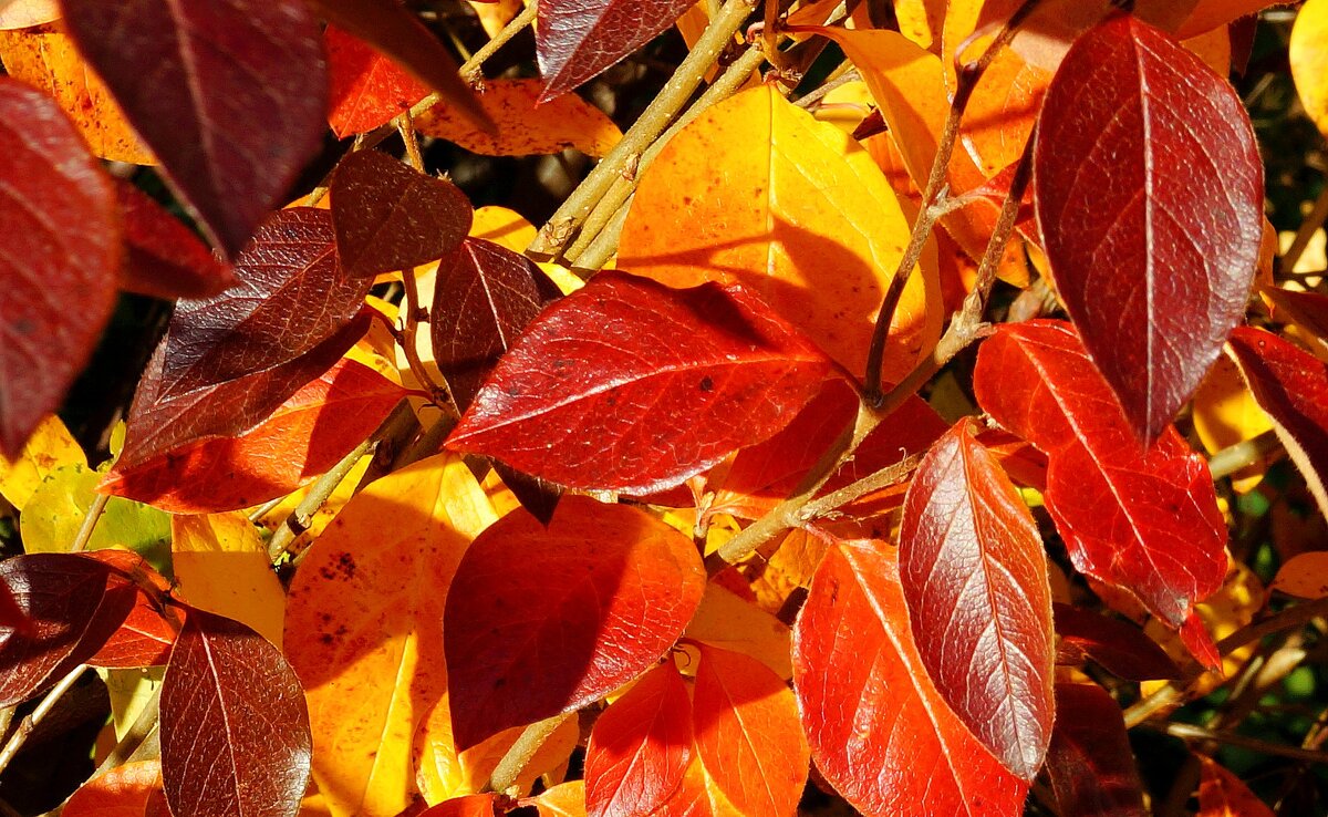 Осенние листья - Зинаида Каширина