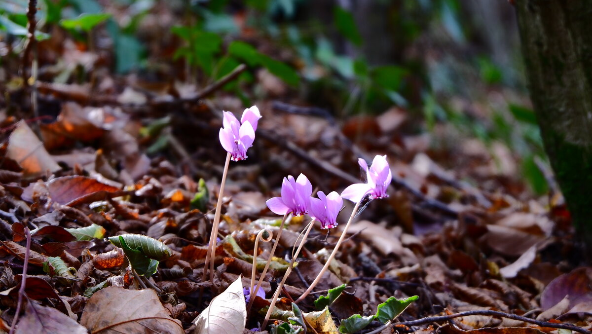 Cyclamen hederifolium - Вен Гъновски