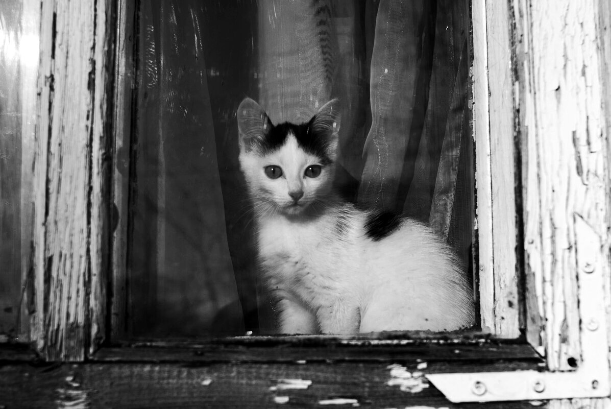 Кошка на окошке - Виктор Печищев