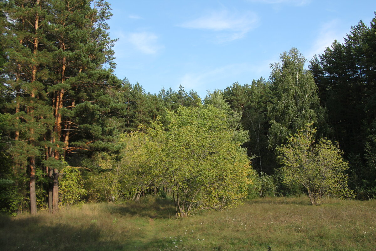 В лесопарке - Олег Афанасьевич Сергеев