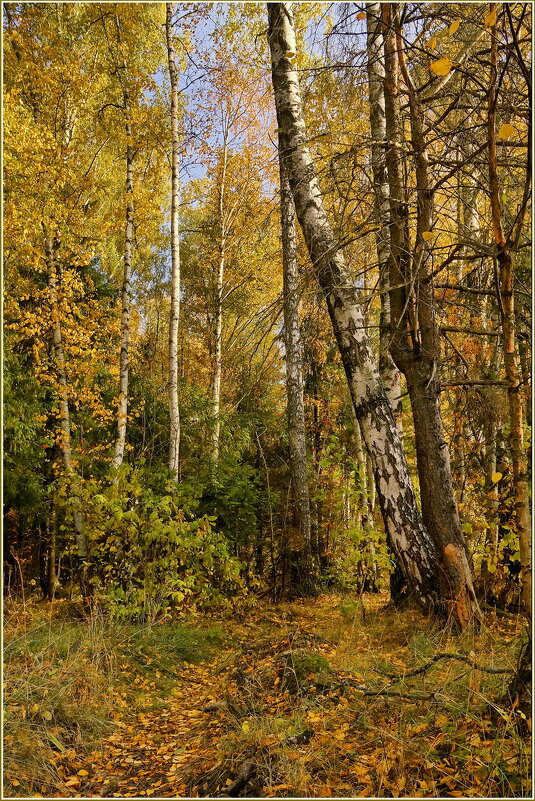 Опушка осеннего леса - Татьяна repbyf49 Кузина