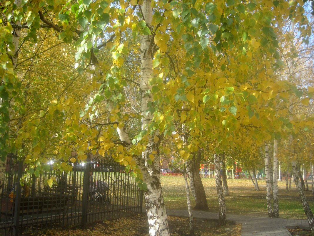 Березы в осеннем наряде - Елена Семигина