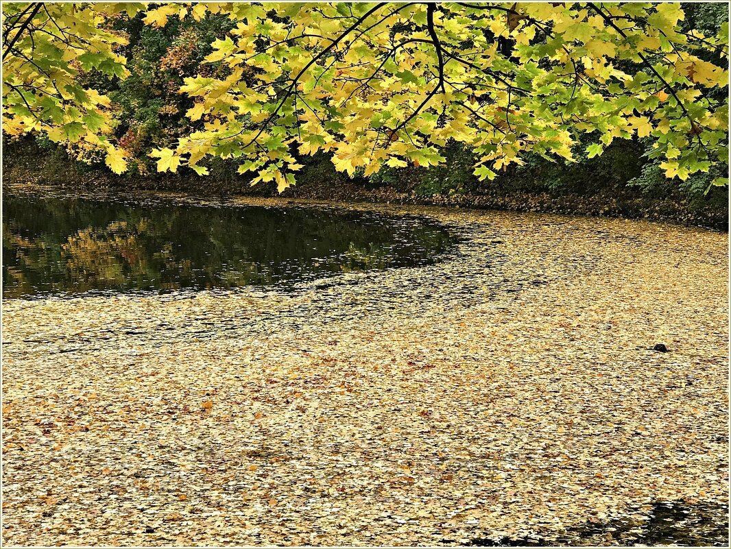 Листья в парковом пруду. - Валерия Комова