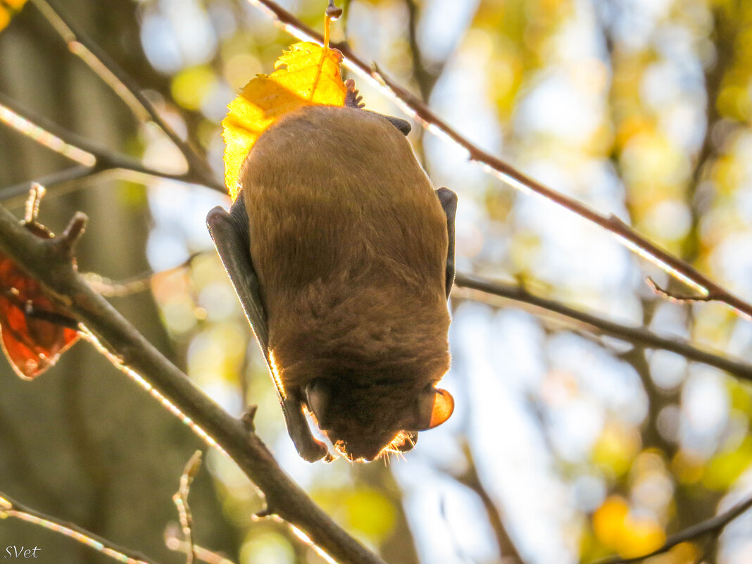 Спящая на листике летучая мышка - SVetlana Veter