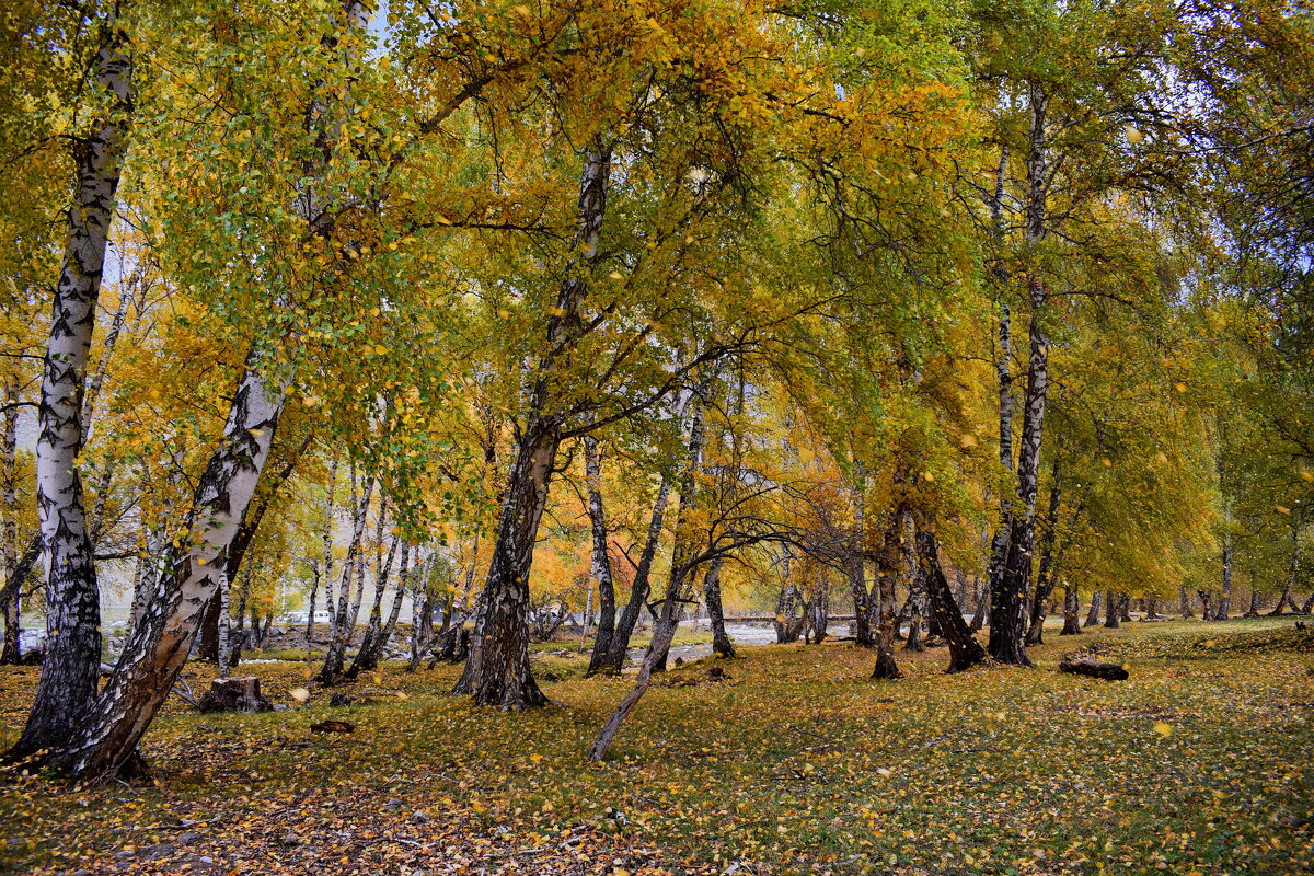 листопад - nataly-teplyakov 