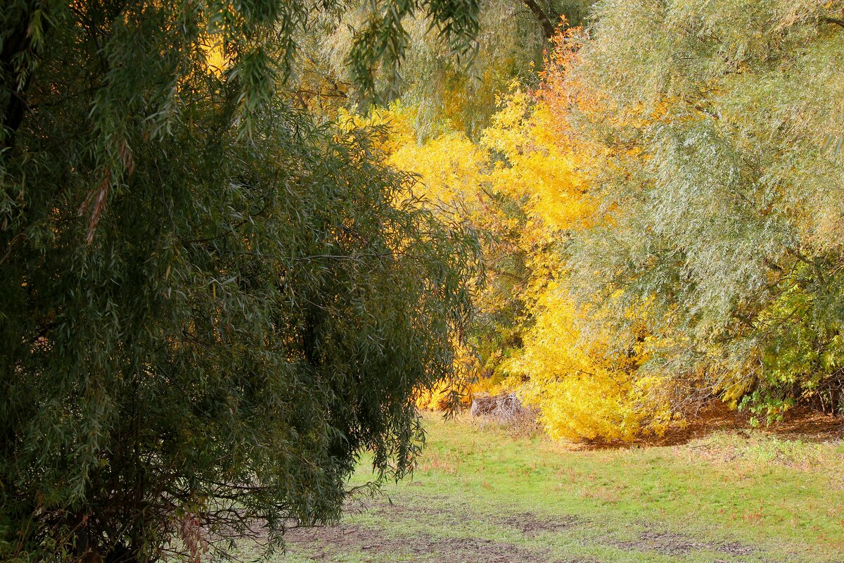 Осень - kentiya 