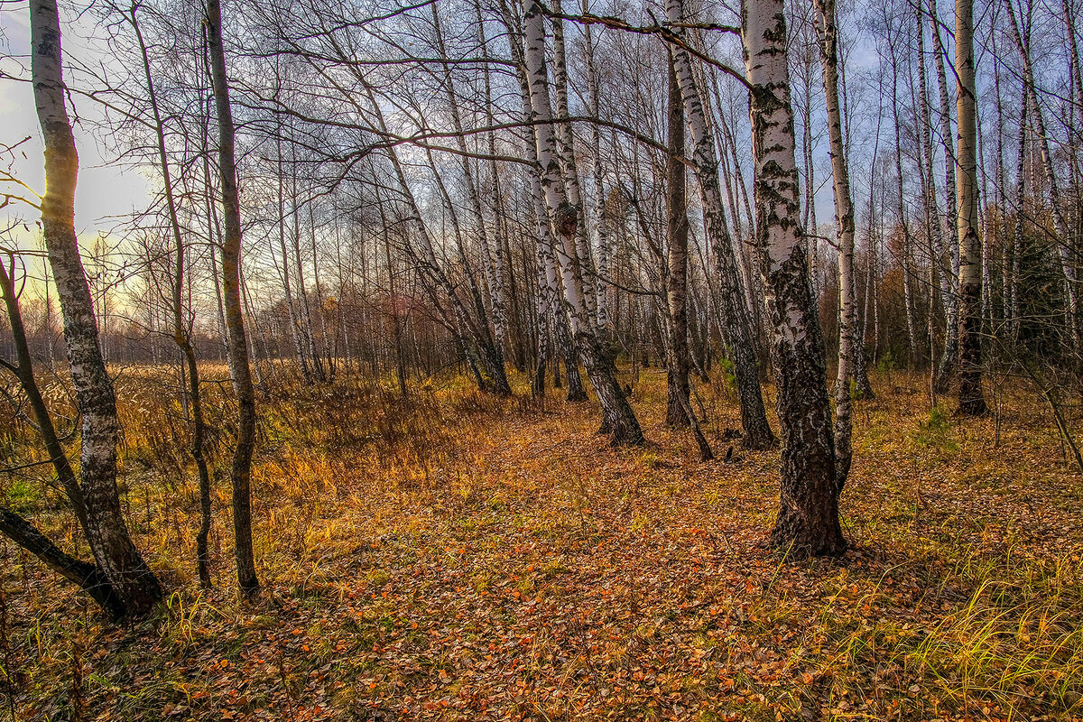 Осень в лесу - Виктор 