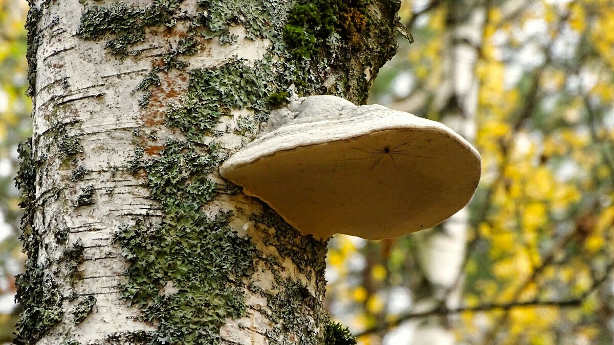 Паучек на древесном грибе - Милешкин Владимир Алексеевич 