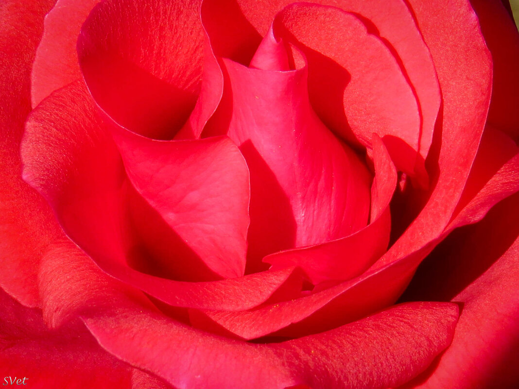 Волшебство розы - SVetlana Veter