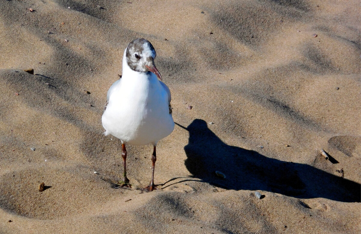 Песчаная чайка - ирина 