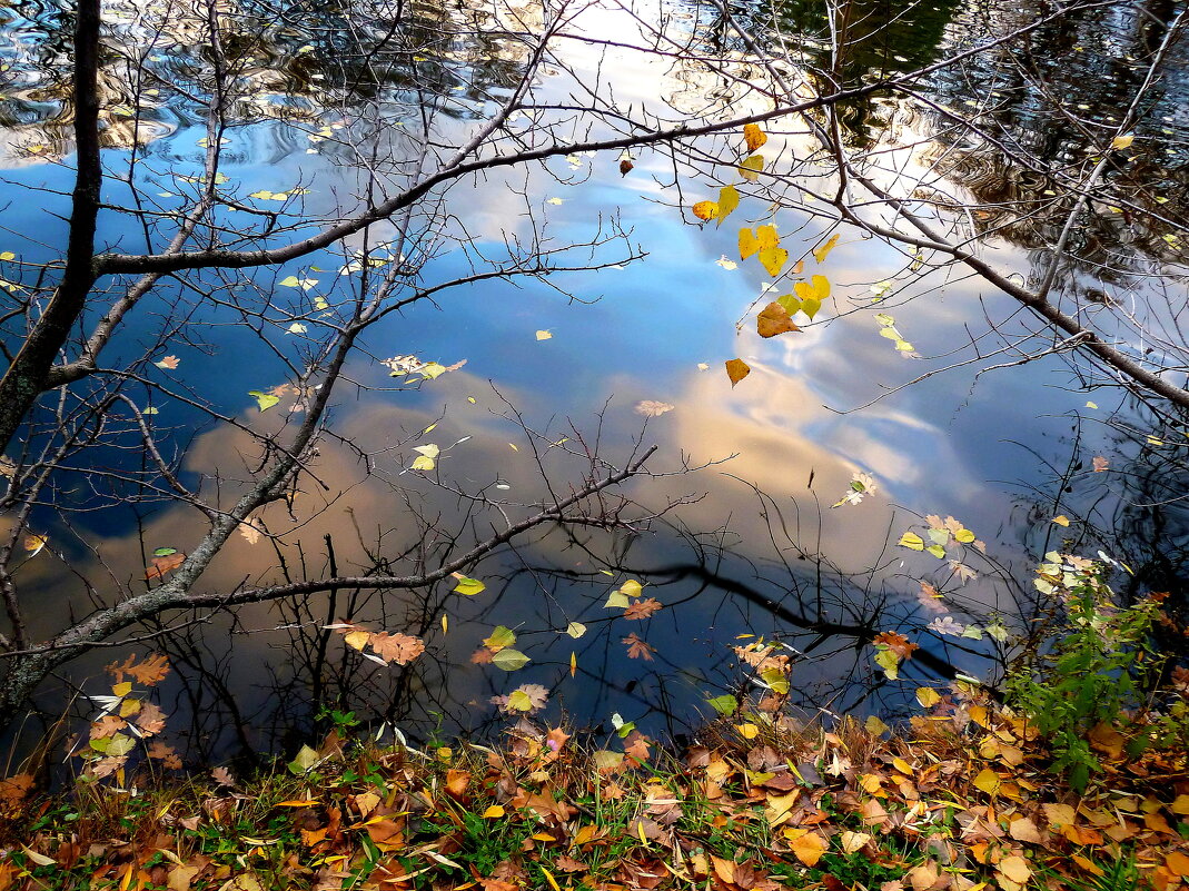 Поздняя осень в пруду - Лидия Бараблина