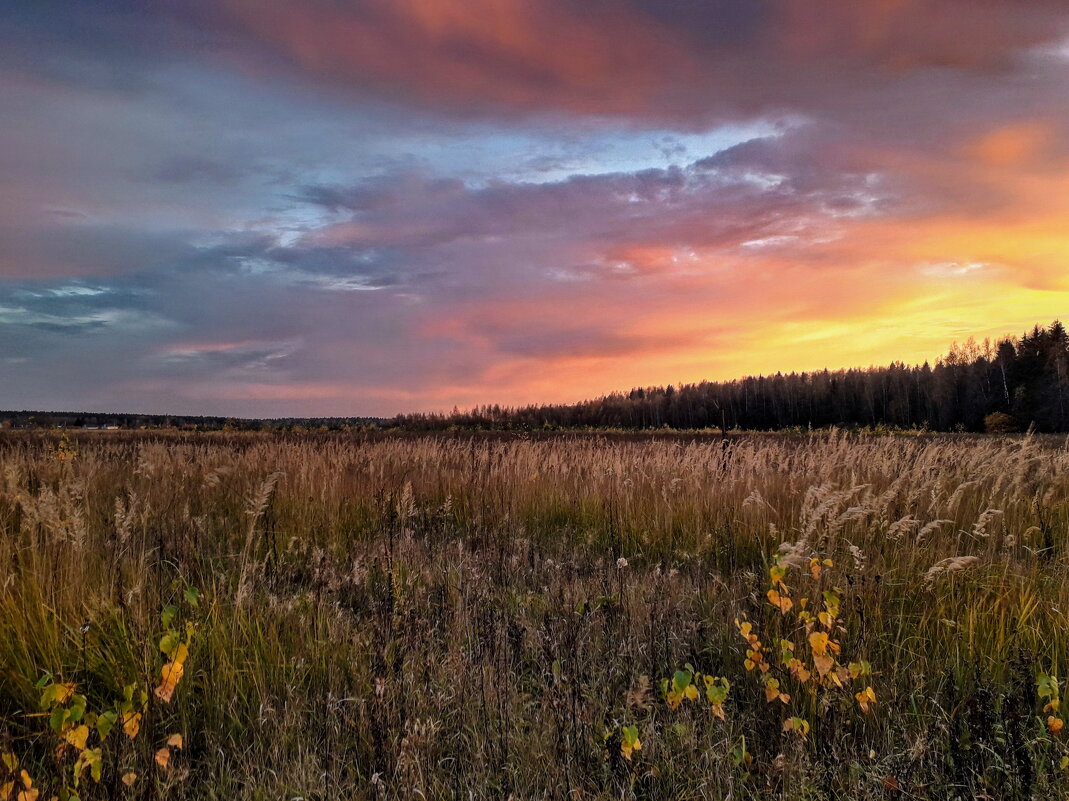 Яркий закат над осенней травой - Лара Симонова 