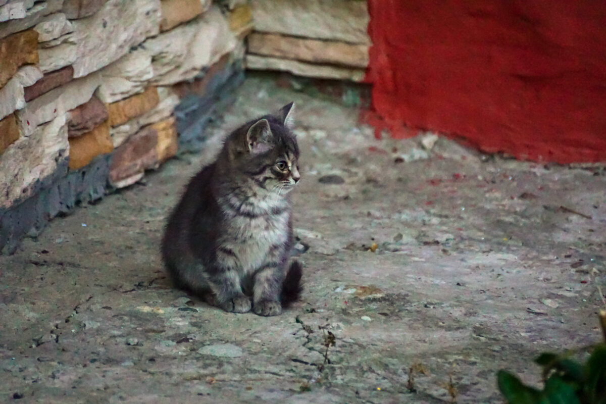 Котенок - Игорь Сикорский