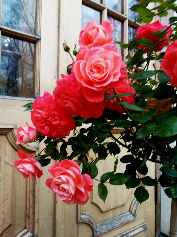 Розы в Летнем саду - Самохвалова Зинаида 