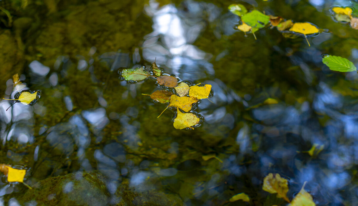 Листья опадают. Осень - Геннадий Б