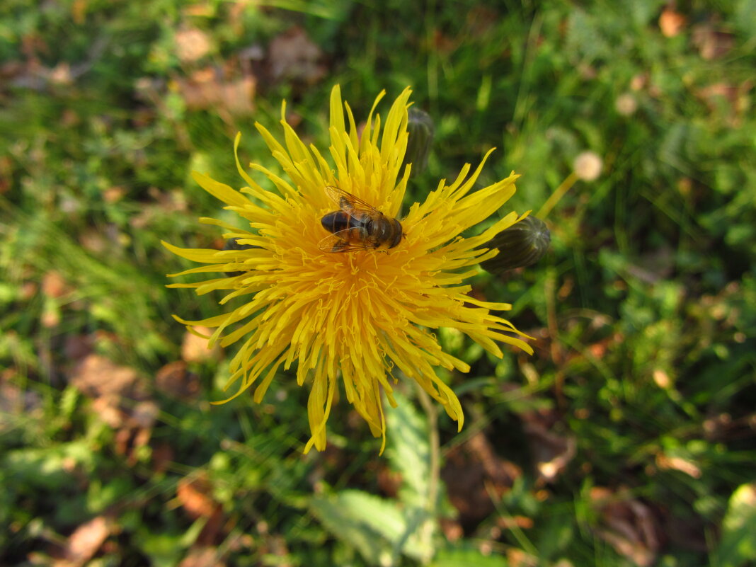 Осеннаяя пчелка - Андрей Лукьянов