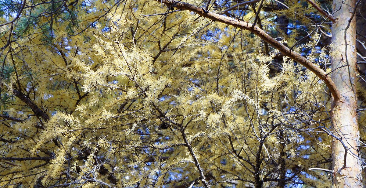 Осенняя лиственница, пронизанная солнышком - Зинаида Каширина