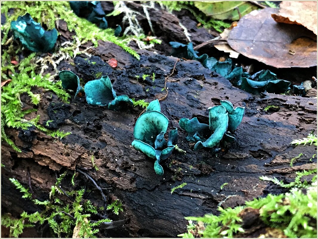 Хлороцибория сине-зеленоватая. - Валерия Комова