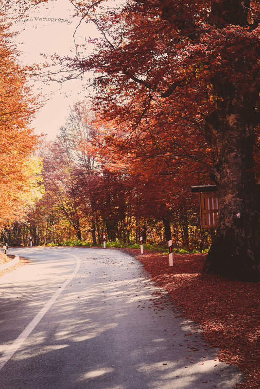 autumn road - Nikola Ivanovski