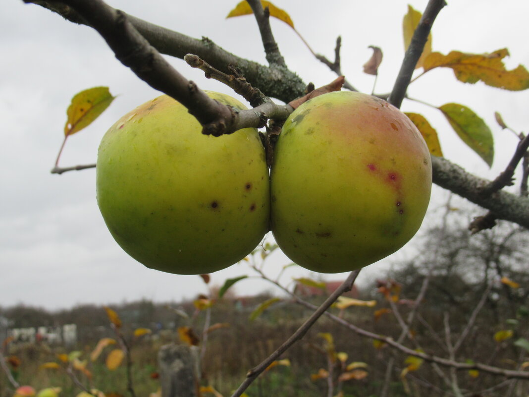 Два яблочка в осеннем саду... - Татьяна Гусева