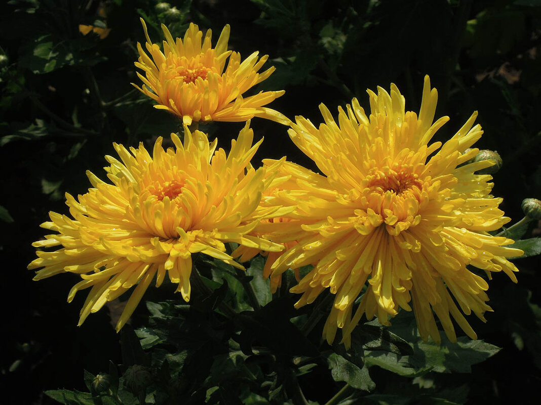 Жёлтые хризантемы - От солнца осенний дар... - Тамара Бедай 