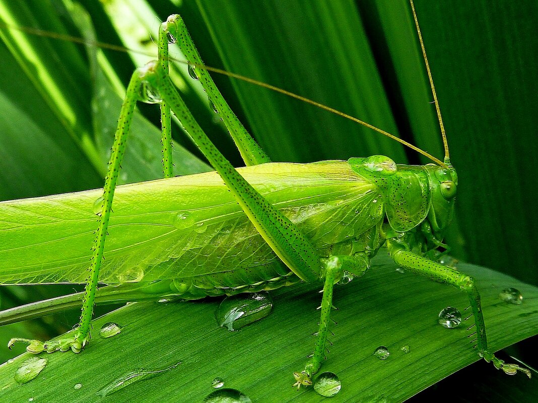 Tettigonia viridissima l.