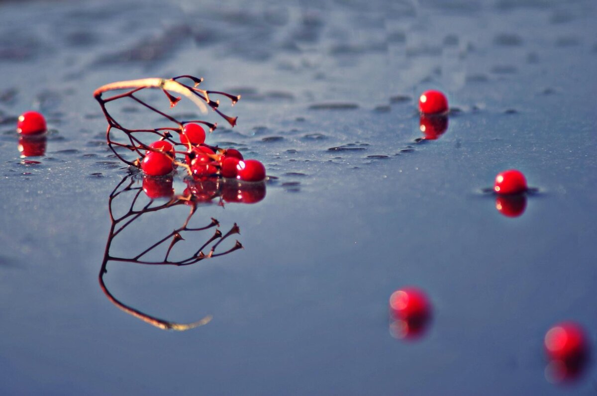 Гроздь ягод на льду - Андрей Ананьев 