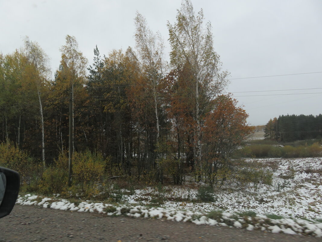 Первый снежок в Подмосковье в начале октября - Герович Лилия 