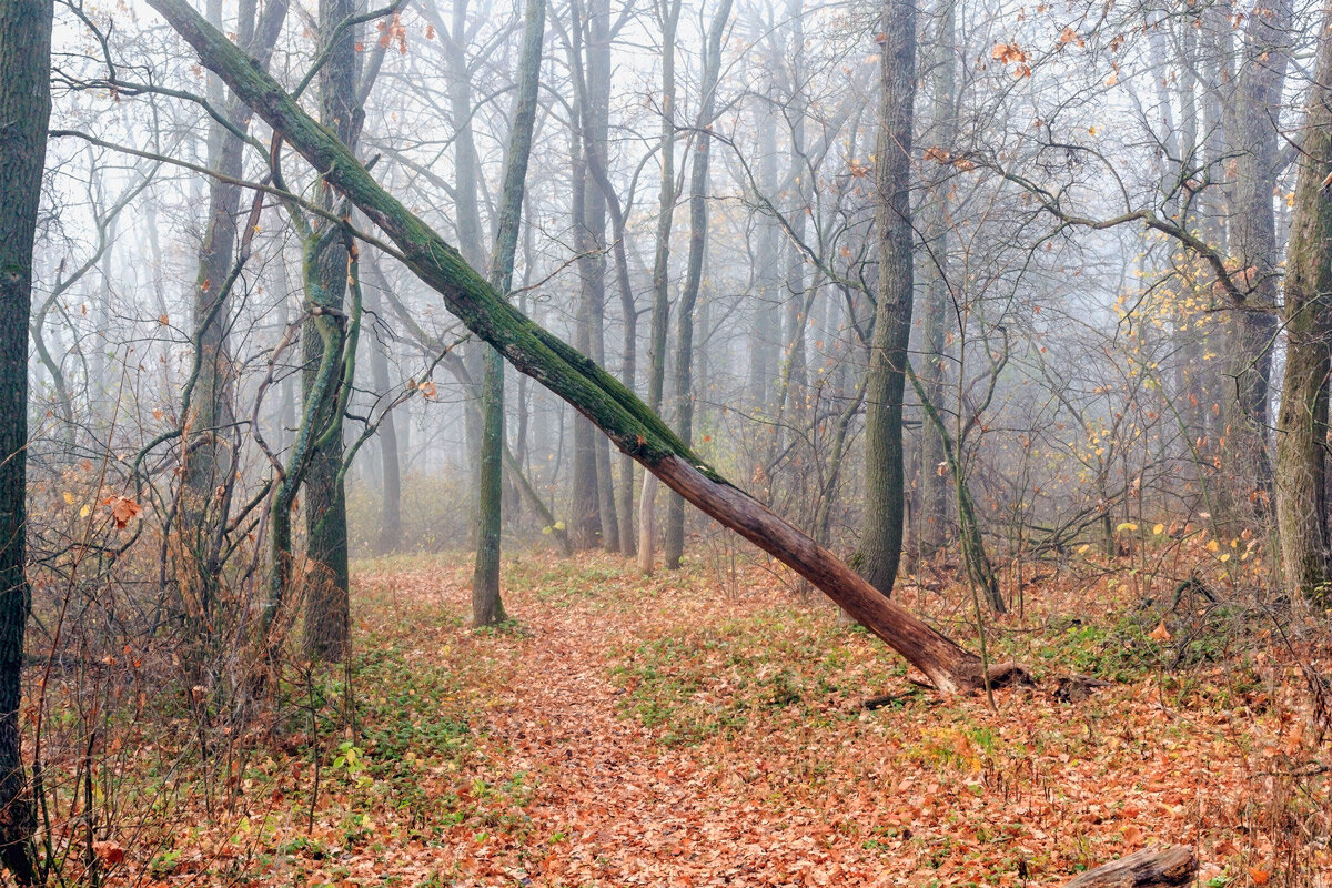 При утреннем тумане в лесу - Юрий Стародубцев