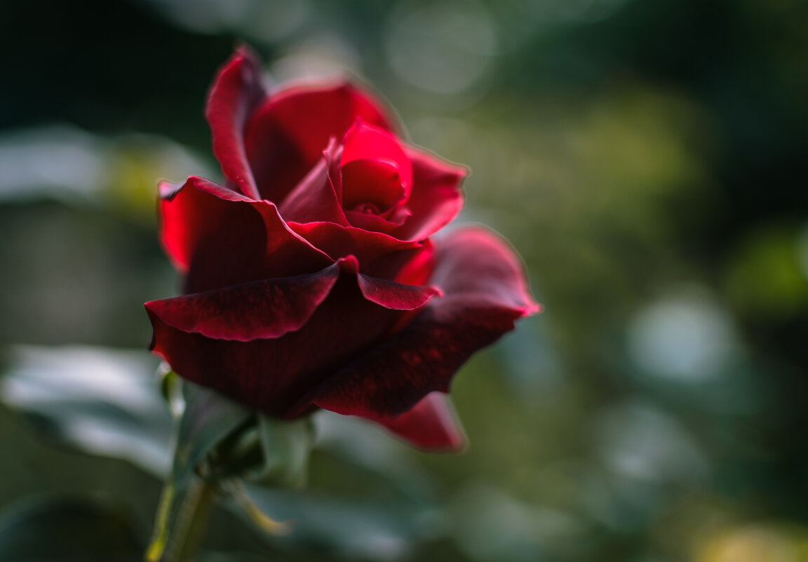Осенняя роза - Ирина Комолова