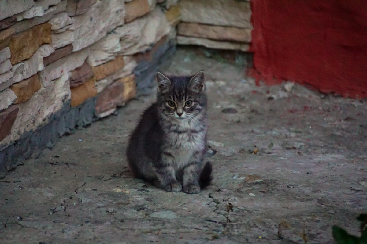 Котенок - Игорь Сикорский