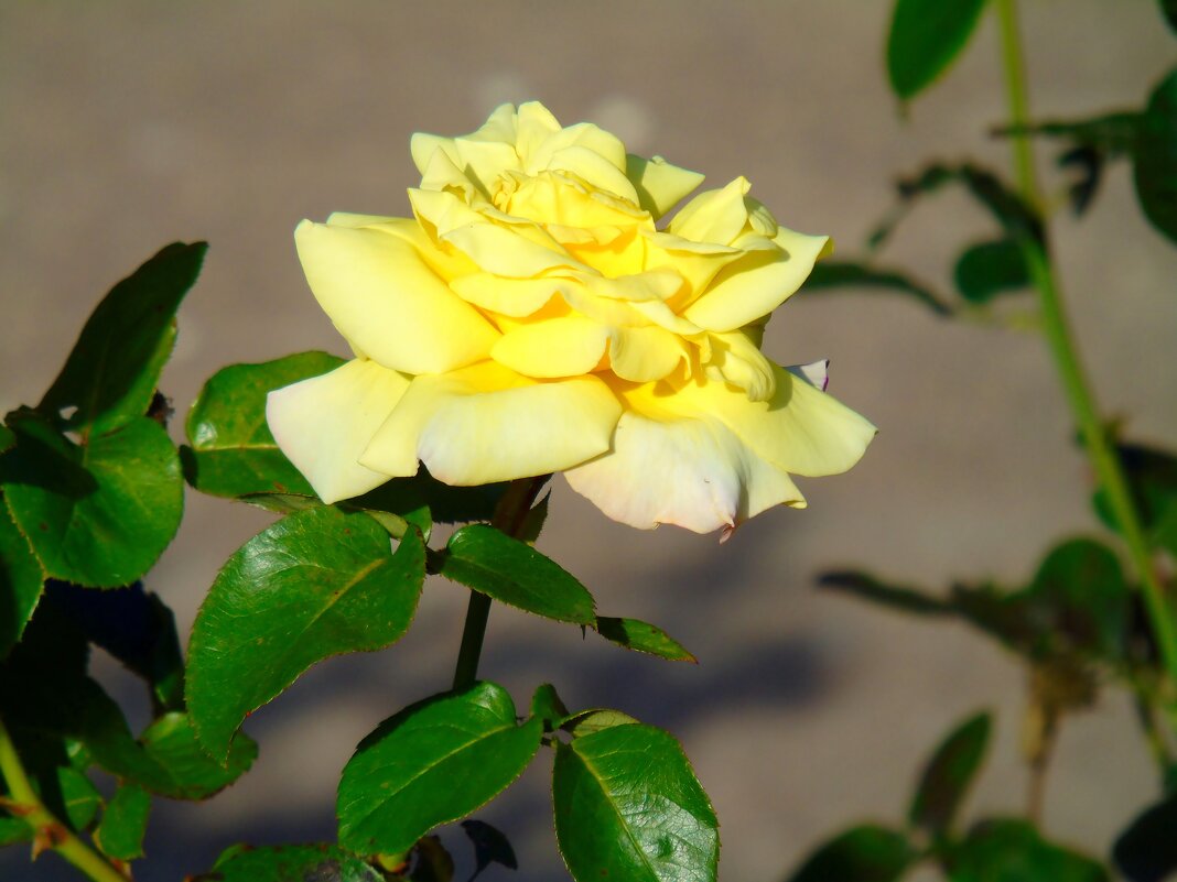 Желтая роза - Наталья Цыганова 