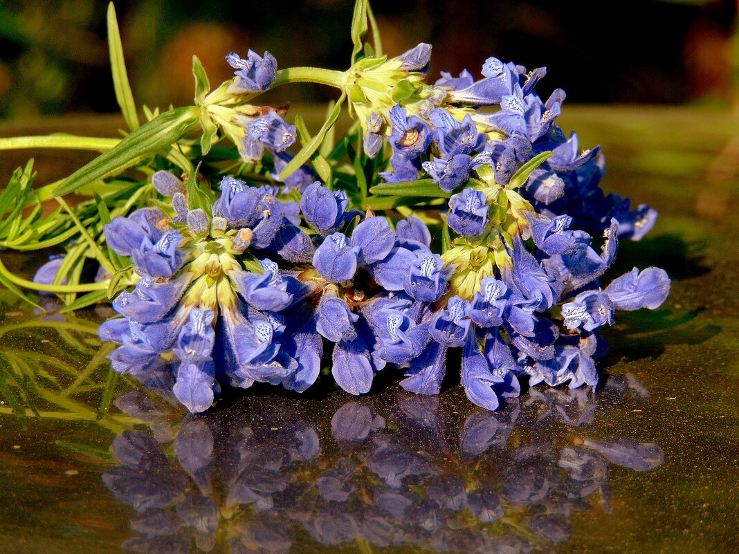 Синие полевые цветы. - nadyasilyuk Вознюк