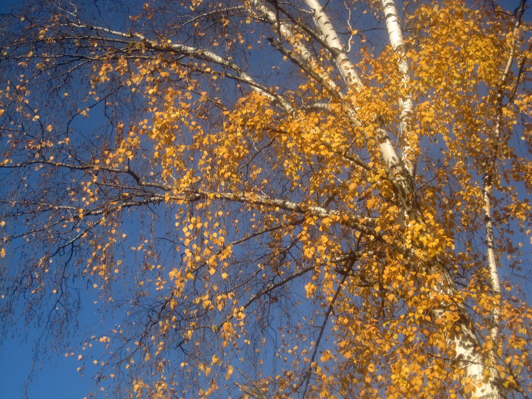 Небо октября - Елена Семигина